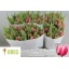 product/img.floraplaza.nl/LTULCOL-LIVE_fotos-0xBAF1C738B79D1CAC6BE6314AEE5C49674E6D3ED6.jpg