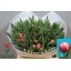 product/img.floraplaza.nl/LTULCOL-LIVE_fotos-0xD183D42EB1678CD1316A0AAE11A4951FDB046141.jpg