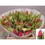 product/img.floraplaza.nl/LTULCUR-LIVE_fotos-0x4235D0B572E25A1A64F8D3F2917A59FD67291654.jpg