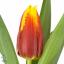 product/img.floraplaza.nl/LTULDAV-ART_fotos-VBN20000-vbn20993.jpg