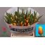 product/img.floraplaza.nl/LTULDAV-LIVE_fotos-0x44635E09D04F79808AB76CE866434258B79D8026.jpg