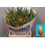 product/img.floraplaza.nl/LTULDAV-LIVE_fotos-0xE28CFCCD7BAF47C7651F5072672A82BCCD0A77DA.jpg