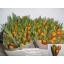 product/img.floraplaza.nl/LTULDAV-LIVE_fotos-0xFDE96513446626169D756F07F6CDDF7ACAD472E4.jpg