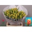 product/img.floraplaza.nl/LTULDEEJP-LIVE_fotos-0x1A901902CBAB370C12A9E2A17F0D81304ACA05CC.jpg
