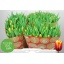 product/img.floraplaza.nl/LTULDEN-LIVE_fotos-0xF1BB90F054A7D2ED651F99BAB655048B54130F18.jpg
