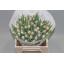 product/img.floraplaza.nl/LTULDOT-LIVE_fotos-0xC1895F87758FDF9F18072784B0AB495E39E8BE53.jpg