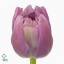 product/img.floraplaza.nl/LTULDOUP-ART_Fotos-VBN-vbn10061.jpg