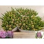 product/img.floraplaza.nl/LTULDOUP-LIVE_fotos-0x2B2C51461831A3E9E84BF29880CBC9FD691B64D8.jpg