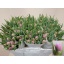 product/img.floraplaza.nl/LTULDOUP-LIVE_fotos-0x4DD55F17E94C626D143EE5784D171B95E73D4CDE.jpg