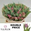 product/img.floraplaza.nl/LTULDOUP-LIVE_fotos-0x6541C62CAD17D2D8C9E83DA071A48C857F101ECE.jpg