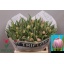 product/img.floraplaza.nl/LTULDOUP-LIVE_fotos-0x7C6607B00810D6685BC51949546D2D67926E080D.jpg