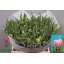 product/img.floraplaza.nl/LTULDOUP-LIVE_fotos-0xC3CB138788C53FA21494FD929D411D7566018543.jpg