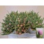 product/img.floraplaza.nl/LTULDOUP-LIVE_fotos-0xF67F4884D2C30D13175ABD0714433B945E375153.jpg
