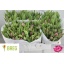 product/img.floraplaza.nl/LTULDOUPR-LIVE_fotos-0x2C35ACD1B8D90C7170FE75BA68BCA5803BBEE4A6.jpg