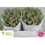 product/img.floraplaza.nl/LTULDOUPR-LIVE_fotos-0xE0CC269507BC6D3C606F57EB9DE9906D053D5379.jpg