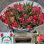 product/img.floraplaza.nl/LTULDOUT-LIVE_fotos-0x198058C3546C578D884F26B7B82DD5C515C8885D.jpg