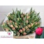 product/img.floraplaza.nl/LTULDOUT-LIVE_fotos-0x446394B6DFDD10B0A6B4625CD3B4C54BA30C210E.jpg