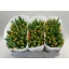 product/img.floraplaza.nl/LTULDOWJ-LIVE_fotos-0x709040515A4BEDACC9AFE27B74DD350154094C67.jpg