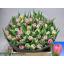 product/img.floraplaza.nl/LTULDRES-LIVE_fotos-0x939EBAB90968D9453B3300BDE11A5A90F7AB3BD5.jpg