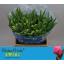 product/img.floraplaza.nl/LTULDRES-LIVE_fotos-0xA0386112F4D87474546F7744F71D1A9589AD0E9F.jpg