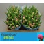 product/img.floraplaza.nl/LTULDRES-LIVE_fotos-0xA0C5619A7F946EC0C28EBF8F6627BCC1A6EB67E2.jpg