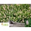 product/img.floraplaza.nl/LTULDYN-LIVE_fotos-0x282AD4F65D3E35BD60B7E61813CDA8FA39EAD23B.jpg