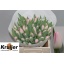 product/img.floraplaza.nl/LTULDYN-LIVE_fotos-0x2FE703EEEF0BCBA43638AF2DE6D97770070E414A.jpg