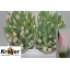 product/img.floraplaza.nl/LTULDYN-LIVE_fotos-0x33C329E722A8625D002329431F5F01F4F63DC3AB.jpg