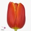 product/img.floraplaza.nl/LTULESTB-ART_fotos-VBN-vbn108553.jpg