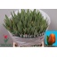 product/img.floraplaza.nl/LTULESTB-LIVE_fotos-0xE0F00C020673EAD123A367185D4BDEEA24A67A92.jpg