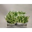 product/img.floraplaza.nl/LTULFICL-LIVE_fotos-0x7C859863D5AB8467AFB65D70AD2CCFCB0D431021.jpg