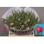product/img.floraplaza.nl/LTULFLAP-LIVE_fotos-0x7580E43FFEEE7BCB9BEDBDA97A02075713DC1A5C.jpg