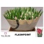 product/img.floraplaza.nl/LTULFLAP-LIVE_fotos-0x76C7A9EC128CE19BFBD5A6213F2CD55E17E03A55.jpg