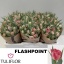 product/img.floraplaza.nl/LTULFLAP-LIVE_fotos-0x8448D8D9B1F1D3B39C2A3570503B08B8167EBB71.jpg