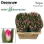 product/img.floraplaza.nl/LTULFLOR-LIVE_fotos-0x421D1358E908231DBD06514503E6DADC15115820.jpg