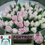 product/img.floraplaza.nl/LTULFOX-LIVE_fotos-0x2765DA4BDFF7C062EB994B1E9D9909A6B45F7B63.jpg