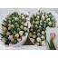 product/img.floraplaza.nl/LTULFOX-LIVE_fotos-0x4C20C5A6C1916D4C73A71F53099FCAC39F47FA6A.jpg