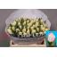 product/img.floraplaza.nl/LTULFOX-LIVE_fotos-0x5F6ADE370E1485A4A8C6065BC7C38630C8911C5F.jpg
