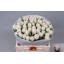 product/img.floraplaza.nl/LTULFOX-LIVE_fotos-0x9091699599BE3A5B261B85728C9273D4A4688D82.jpg