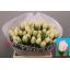 product/img.floraplaza.nl/LTULFOX-LIVE_fotos-0xC53BC75A1DB3471DD02555352D5FC1A4D26FA9AC.jpg