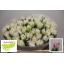 product/img.floraplaza.nl/LTULFOX-LIVE_fotos-0xC87B31D841EFD48C978CC8C41087CCA233E52DD2.jpg