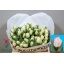 product/img.floraplaza.nl/LTULFOX-LIVE_fotos-0xDF2615DDEB9686798F9454C81E093B0501BEEB1C.jpg