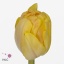 product/img.floraplaza.nl/LTULFOXF-ART_fotos-VBN100000-vbn109324.jpg