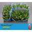 product/img.floraplaza.nl/LTULGAB-LIVE_fotos-0x086276FDF2D5CFA7E38BDDD4E9417411B543258E.jpg