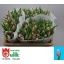 product/img.floraplaza.nl/LTULGAB-LIVE_fotos-0x2C89409403EFEBB4E76A5FEADF2EFBD5125CB197.jpg