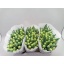 product/img.floraplaza.nl/LTULICO-LIVE_fotos-0x5BC4275A07A9B1BE843AB93DE6AF39DF2525674F.jpg