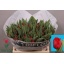 product/img.floraplaza.nl/LTULIND-LIVE_fotos-0x085D689B3D5587FF7207E939954B9B667DB0DF46.jpg