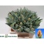 product/img.floraplaza.nl/LTULIREP-LIVE_fotos-0x1CEFCDE3FC88DDEBAA892A272CE239BBF276F4D4.jpg