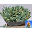 product/img.floraplaza.nl/LTULIREP-LIVE_fotos-0x67BF2F6EA55AB4ED4118BAD7F1045C22D0BDC980.jpg