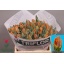 product/img.floraplaza.nl/LTULIREP-LIVE_fotos-0xA99F09F59F10E7D164BCA481AA6AB1BA5F31F11B.jpg